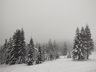 Trees in the forest during summer, autumn or winter.