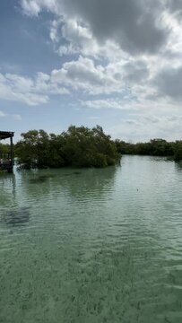 Al Jubail Mangrove park in Abu Dhabi, United Arab Emirates (UAE) - beautiful cinematic nature 