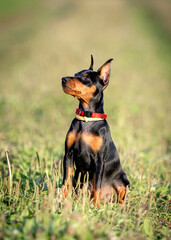 Puppy of a black and tan miniature pinscher with cropped ears sits on a green lawn in summer and looks up