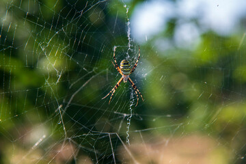 spider on web