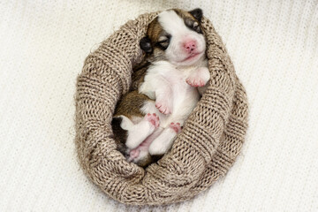 Sweet tiny Pembroke Welsh Corgi puppy sleeps in knittled brown nest on soft beige blanket put on comfortable bed at home. Adorable blind doggy lies in bedroom close view
