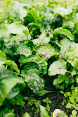Fototapeta premium Green beet leaves in a vegetable garden. Cercospora beticola leaf white spots on red swiss chard. Young beetroot growing in the garden in summer