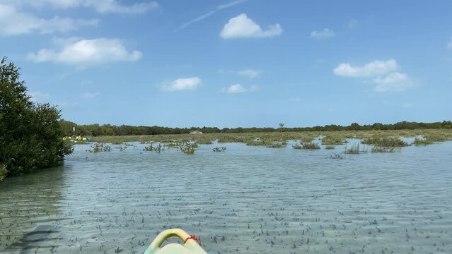 Al Jubail Mangrove park in Abu Dhabi, United Arab Emirates (UAE) - beautiful cinematic nature 