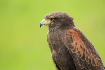 Raubvogel Wüstenbussard (Parabuteo unicinctus) mit grünem Hintergrund
