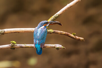female Eurasian kingfisher (Alcedo atthis) holding a fish in its beak