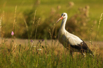 The white stork (Ciconia ciconia) strutting in the grass