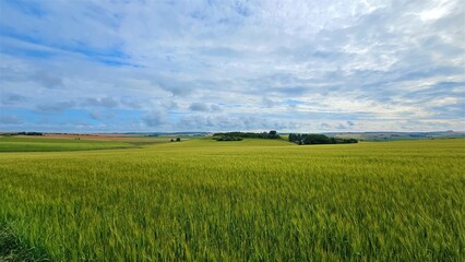wheat field and sky