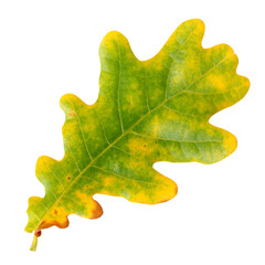 yellow-green oak leaf. autumn herbarium.