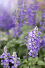 Soft Purple Salvia