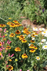 Obraz premium Gillardia in the Sun