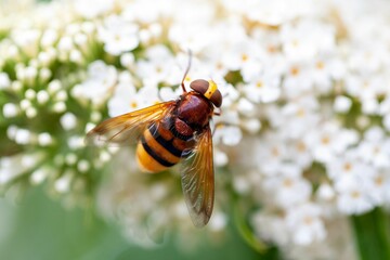 Hornet mimic hoverfly, Volucella zonaria