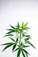 Fototapeta premium Cannabis plant on white background