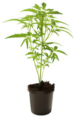 Fototapeta premium Small marijuana or cannabis plant in black pot. Shot in studio on white background.