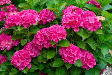 Pink hydrangea, close-up. Flowering bush. Huge hydrangea in the front garden.