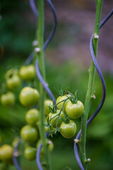 Growing green and red tomatoes on a home organic farm in the countryside close-up.