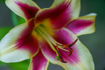 Lily yellow red flower, beautiful flower close-up, lily flower on background.