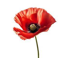 Beautiful red poppy flower in bloom isolated on white background, AI generated