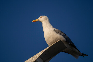 Obraz premium Seagull