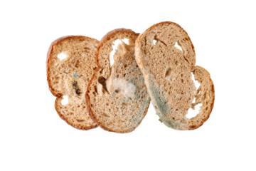 Wheat rye sliced bread with growing mold. Spoiled slices of bread closeup isolated on white background.