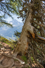 Fototapeta na wymiar The of Aiguilles Verte and old larch tree - Trekking Mont Blanc - Chamonix.