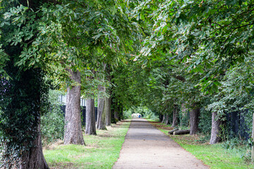 Fototapeta premium Callejón con dos filas de tilos, en un parque