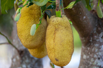 Jackfruit scientific name Artocarpus heterophyllus, Jackfruit hanging on jackfruit tree.