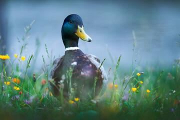 Beautiful wild duck among flowers or grass, close-up photo
