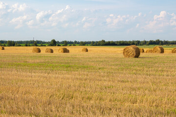 In a compressed wheat field, round bales of straw lie in various places. A forest grows behind the field. The weather is sunny, the sky is blue.