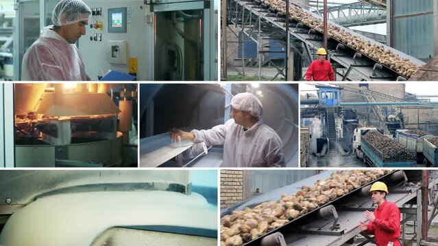 Sugar Production - Conceptual Multi Screen. Quality Control Inspector Checking Process Of Sugar Refining. Handful of Crystal Sugar. Sugar Refinery Worker at Work. Sugar Beet on Conveyor Belt.