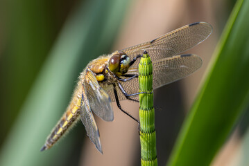 four spotted chaser on a shoot
