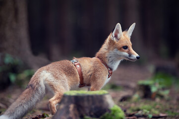 Little fox cub in the forest. Wildlife nature photos. Young fox explores the surroundings. A month old puppy fox. Pet fox with a harness.