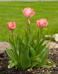 Pink tulips