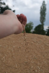 wheat harvest in field in agriculture field