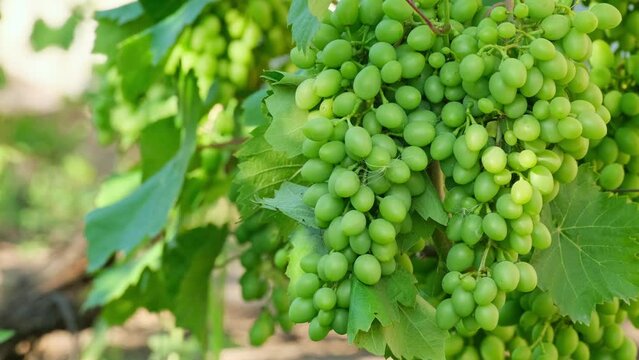 Unripe bunch of grapes. Green young sprout of grapes slowly sways in the wind on blue sky background. Ripening small branch of grapes, young inflorescence. Newly formed bunches of baby grapes 