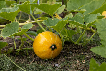 Yellow Hokkaido pumpkin growing plant in garden