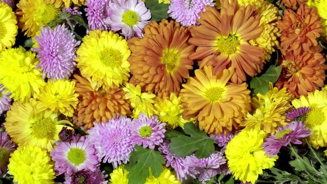 Beautiful chrysanthemums flowers background rotate. Background of autumn colorful chrysanthemums and aster flowers. Flowers bunch. Florist, floristry, rotation close-up