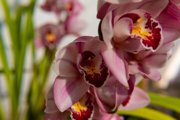 CIMBIDIUM, ORQUIDEA