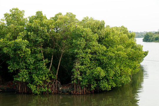 mangrove island, is a shrub or tree that grows mainly in coastal saline or brackish water. also called halophytes, and are adapted to live in harsh coastal conditions.