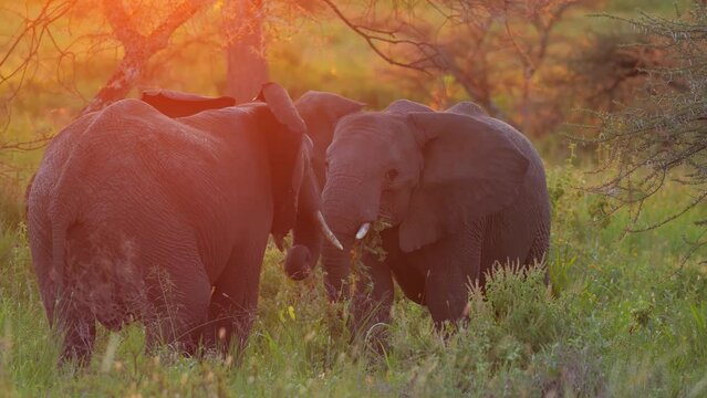 Two African Elephant Walking Across The Dry Savanna Towards The Camera At Sunset. Slow-motion, Front View. Scientific Expedition In Tanzania, Professional Cinema Equipment, Leica Optics, Downscale 6K.