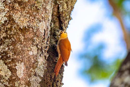 The Cerrado Woodcreeper (Lepidocolaptes angustirostris) is a species of bird in the Dendrocolaptidae family. It also receives the popular names of white-browed woodcreeper, cerrado woodcreeper.