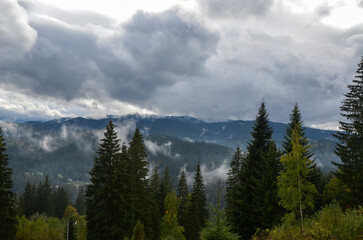 Low clouds above the pines forest of the mountains after rain in a damp day. Carpathians, Ukraine