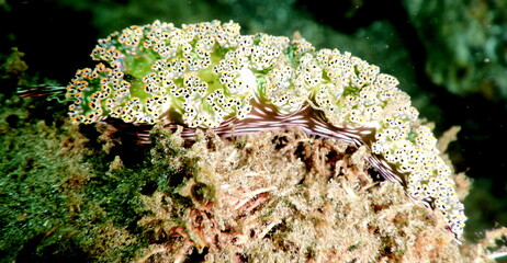 Costa Rica Sea Life