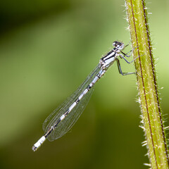 close up of an immature common blue damselfly