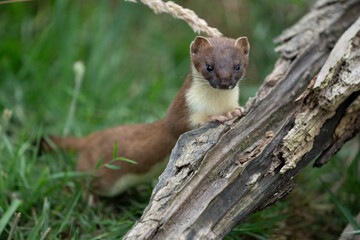 Stoat on log in long grass