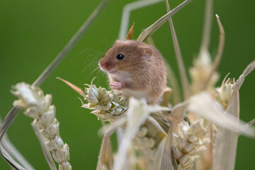harvest mouse on wheat plant