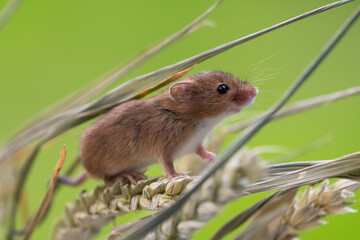 harvest mouse on wheat plant