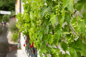 Young grape clusters hanging on the vine on the wall of the house, the concept of vertical gardening