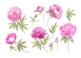 Pink watercolor peony. Floral isolated illustration.