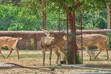 A deer is looking towards the camera