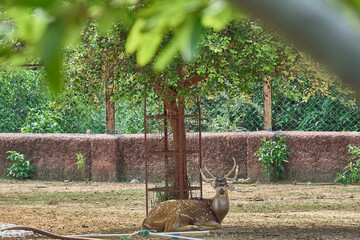 A deer is looking at the camera